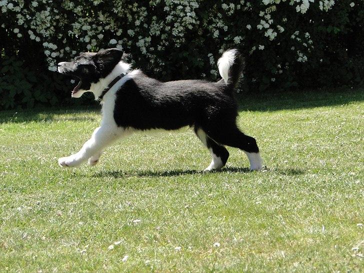 Border collie Danielsson´s Skyline Celix (Felix) - 9 uger og elsker fart billede 10