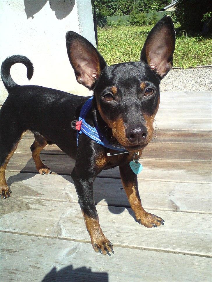 Dvaergpinscher Bevi Zakie billede 2