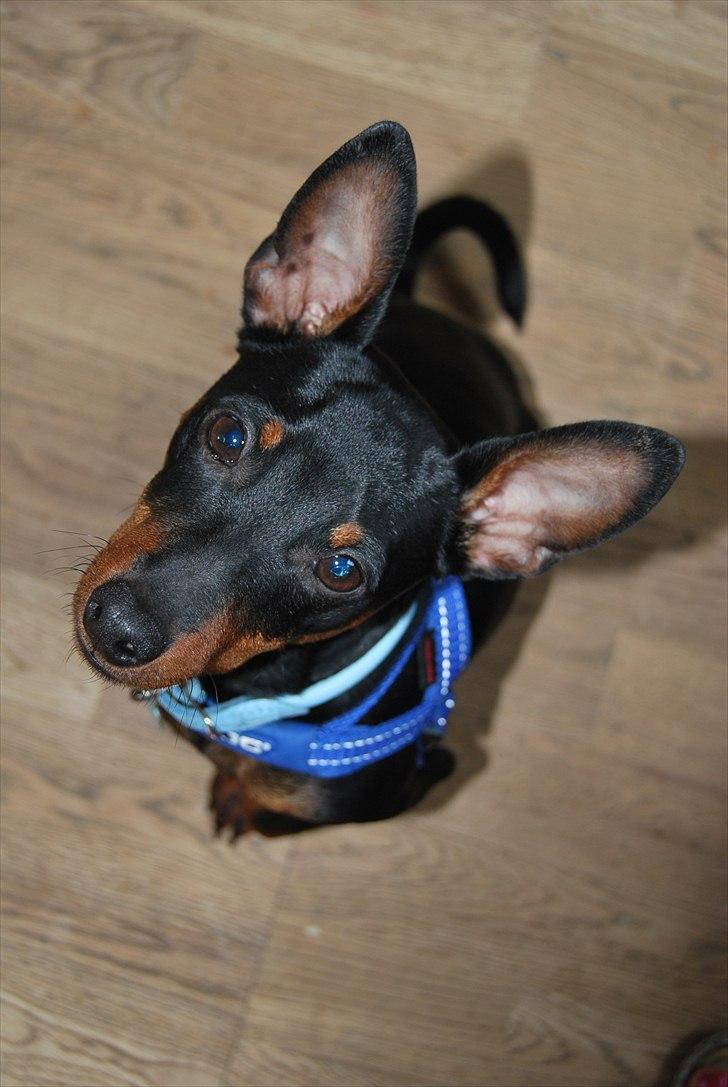 Dvaergpinscher Bevi Zakie billede 3