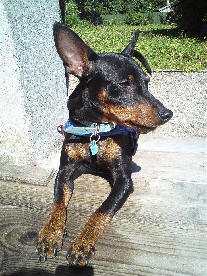 Dvaergpinscher Bevi Zakie billede 4