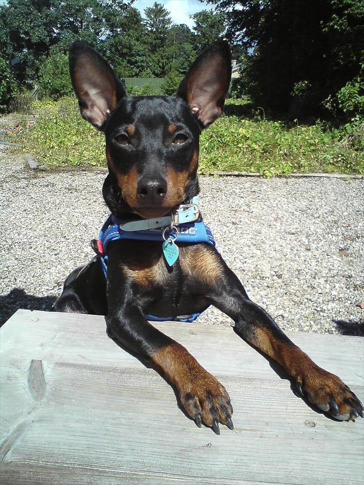Dvaergpinscher Bevi Zakie - sommeren 10 billede 1