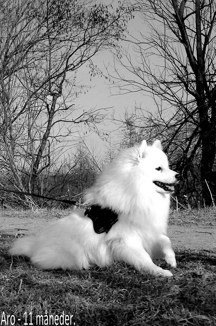 Japansk spids Aro billede 1