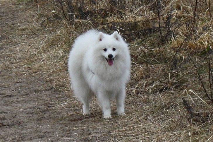 Japansk spids Aro billede 19