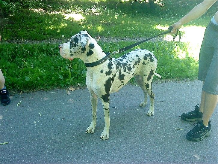 Grand danois Zenta - 15 mdr gammel.. billede 16