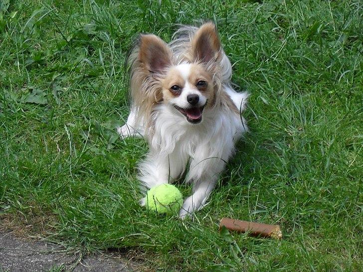 Papillon Balou  - Min elskede lille Bassemand.. billede 1