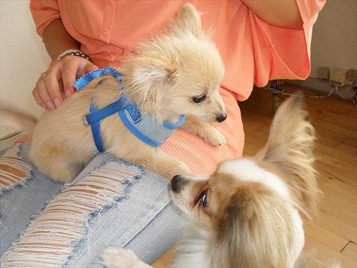 Papillon Balou  - Basse er heeelt vil med min søsters hund Sofus ;o) billede 5