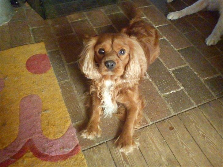 Cavalier king charles spaniel Charley - På besøg hos mormor <3 hun elsker hunde og det gør jeg os 25 lege kammerater på en gang ;) jeg er godt træt når jeg kommer hjem :) ZZZzzzz billede 6