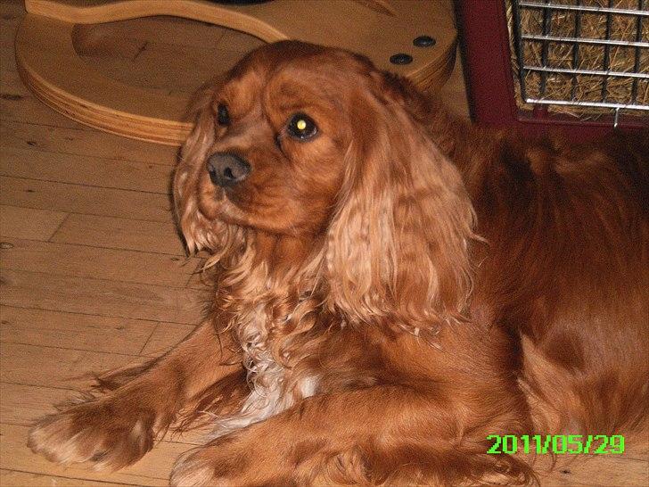 Cavalier king charles spaniel Charley - WAW han er min <3 billede 3