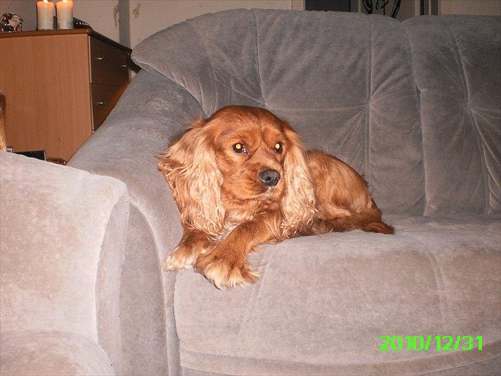 Cavalier king charles spaniel Charley - Er lidt bange 
Nytårs aften 2010/2011 billede 5