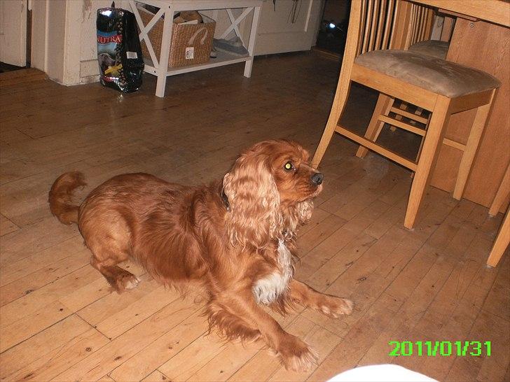 Cavalier king charles spaniel Charley - Kast nu den bold karl smart :D billede 4