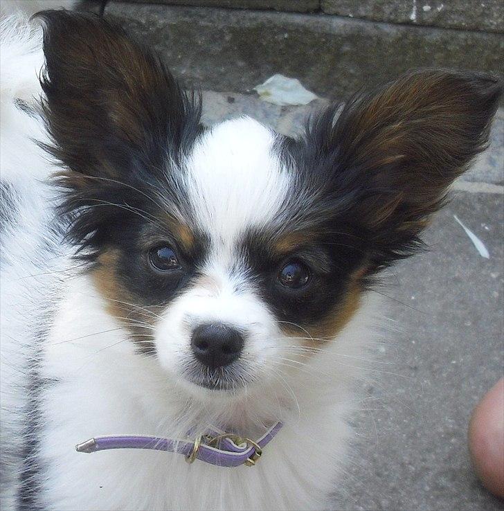 Papillon Koffee billede 12