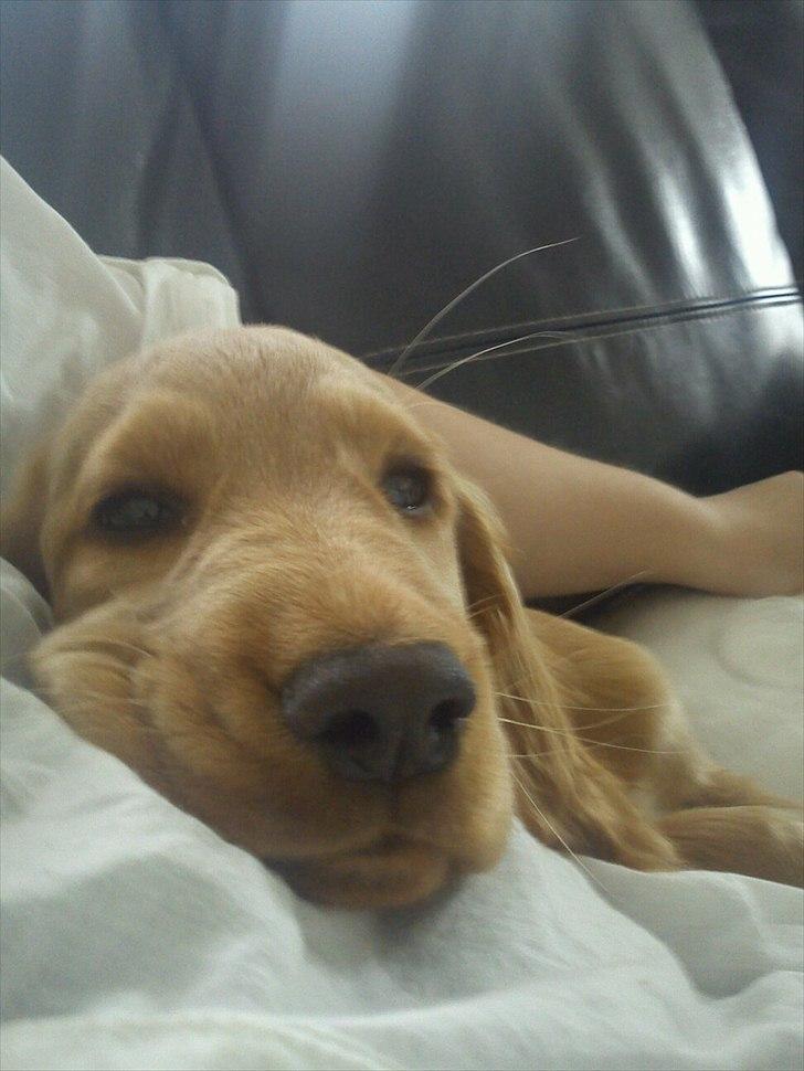 Cocker spaniel Vaks billede 6