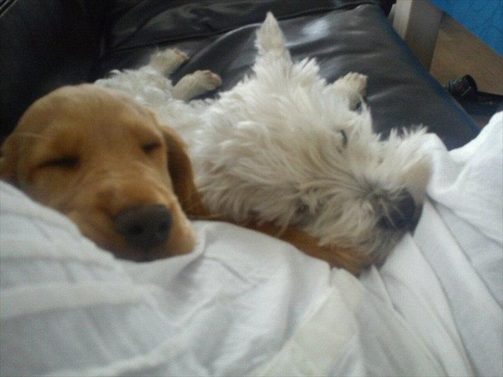 Cocker spaniel Vaks billede 7