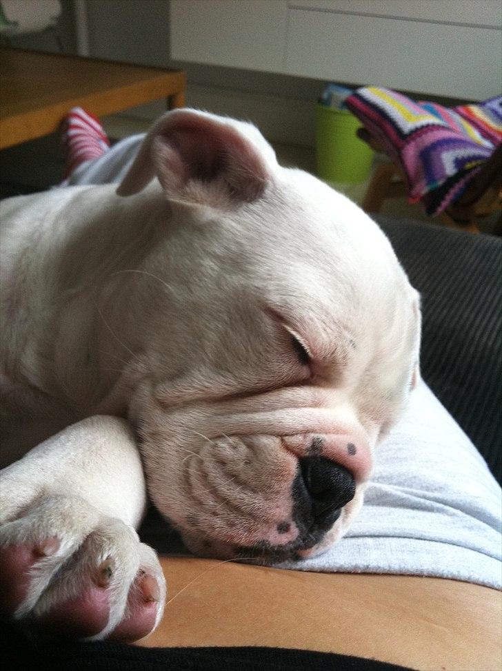 Olde english bulldogge Romeni's Ejgil (Bruce) billede 7