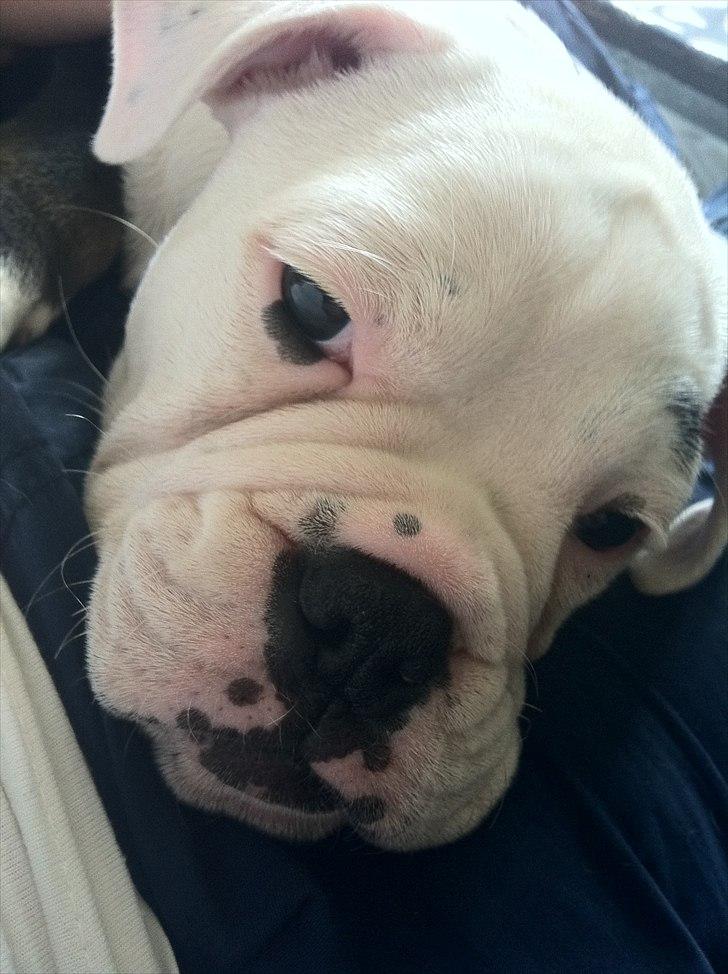 Olde english bulldogge Romeni's Ejgil (Bruce) billede 2