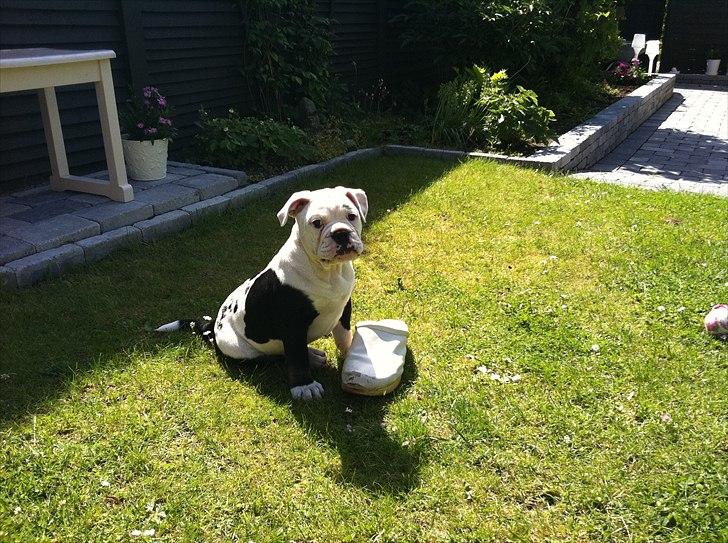 Olde english bulldogge Romeni's Ejgil (Bruce) billede 8