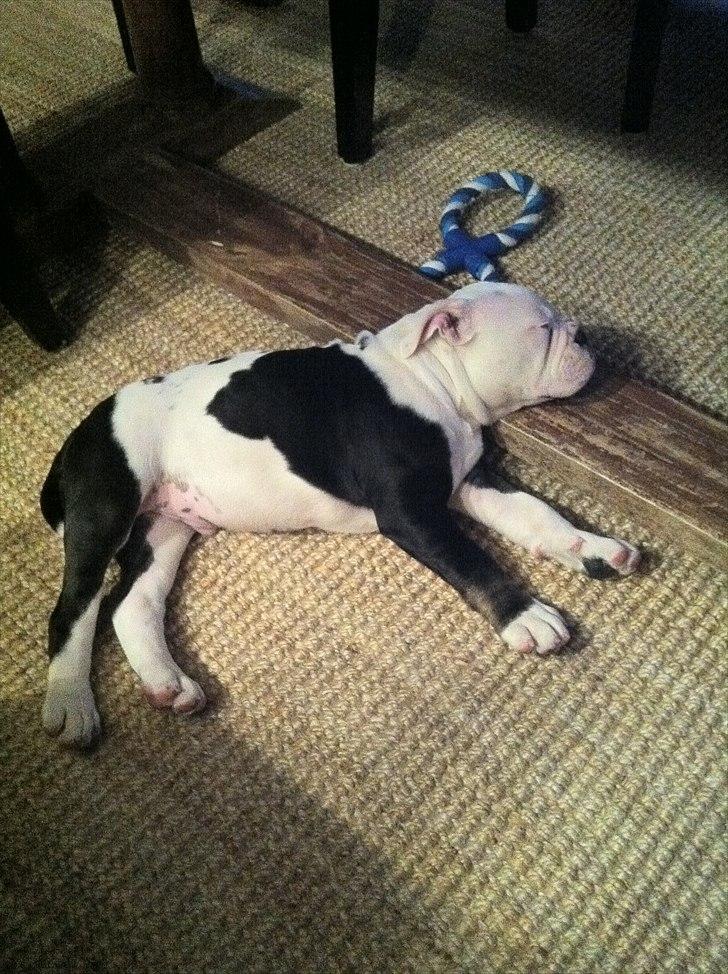 Olde english bulldogge Romeni's Ejgil (Bruce) billede 9