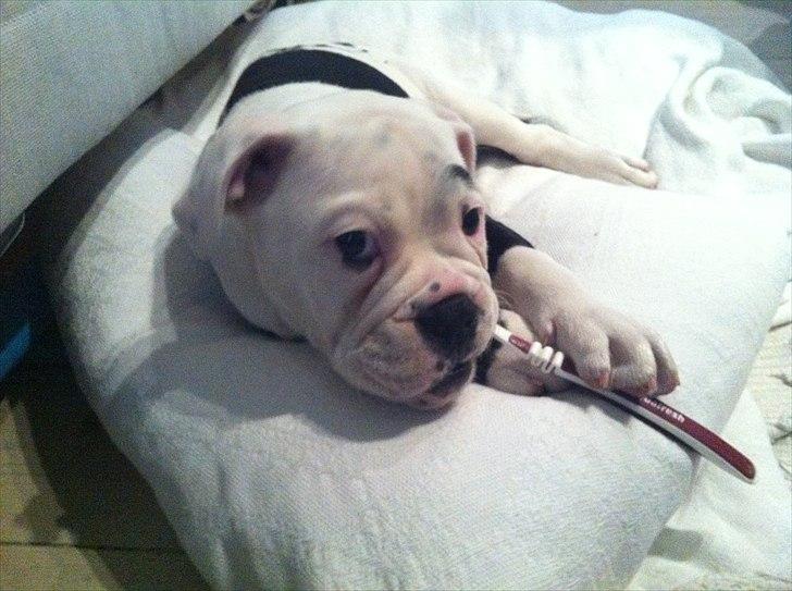 Olde english bulldogge Romeni's Ejgil (Bruce) billede 10