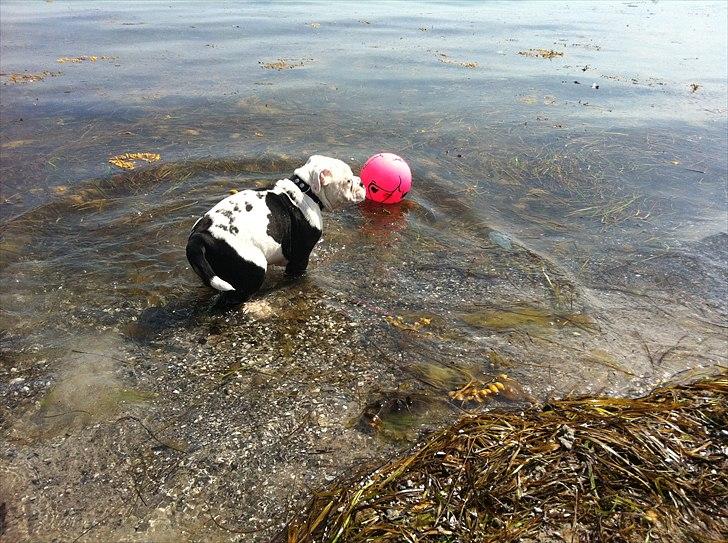 Olde english bulldogge Romeni's Ejgil (Bruce) billede 11