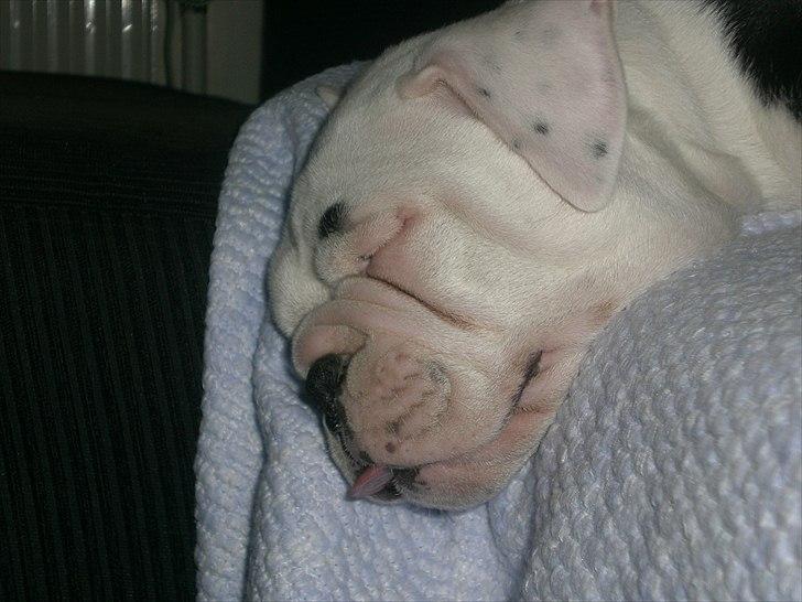 Olde english bulldogge Romeni's Ejgil (Bruce) billede 12