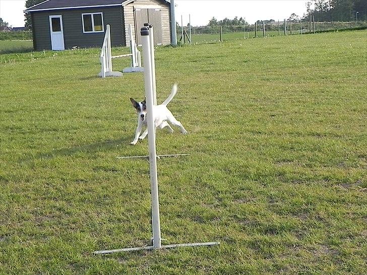 Dansk svensk gaardhund Choppi - Choppi i sin superslalom billede 17