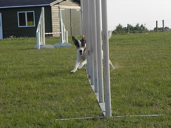 Dansk svensk gaardhund Choppi - Slalom drengen  billede 18