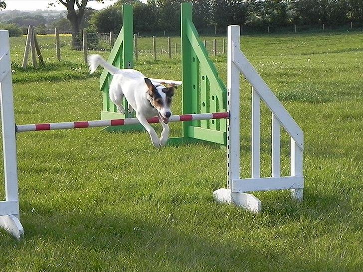 Dansk svensk gaardhund Choppi - Superspringeren billede 19