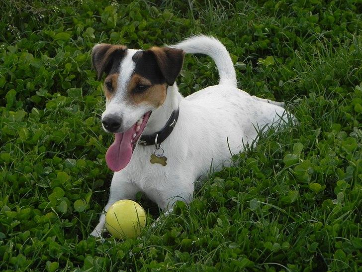 Dansk svensk gaardhund Choppi - Choppi slapper efter agillity billede 20