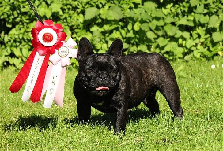 Fransk bulldog Lancome's Ælmira - Bøsøre 2011 billede 16