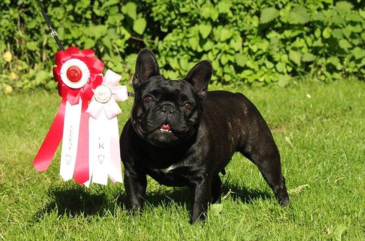 Fransk bulldog Lancome's Ælmira - Bøsøre 2011 billede 17