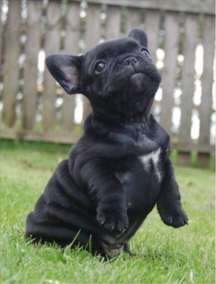 Fransk bulldog Lancome's Ælmira - Mira 6 uger billede 18