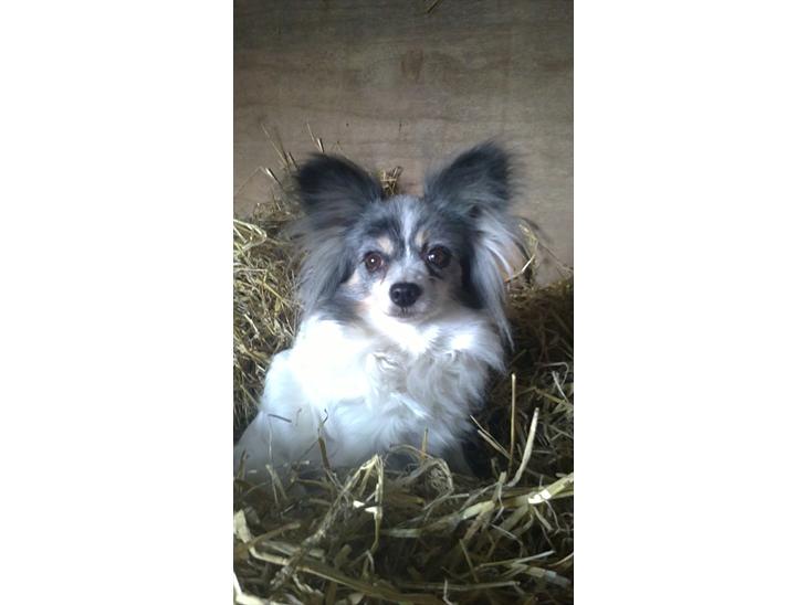 {{currentPhoto.altText}} billede {{currentPhoto.number}}