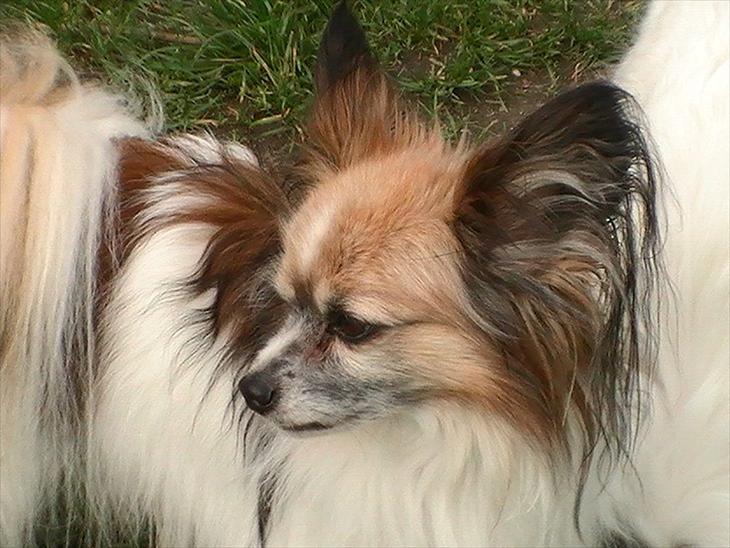 {{currentPhoto.altText}} billede {{currentPhoto.number}}