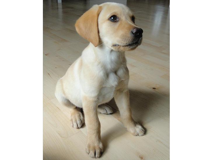 Labrador retriever Doozy billede 1
