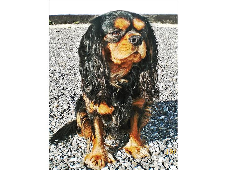 Cavalier king charles spaniel Hannibal billede 1