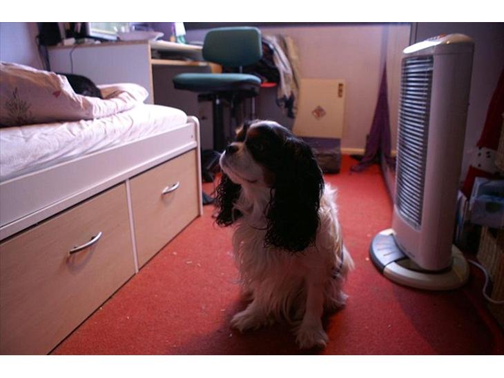 Cavalier king charles spaniel Bamse billede 1