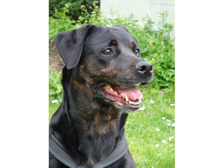 Blanding af racer R.I.P. Tiger <3 - Maj 2011 NYT billede 1