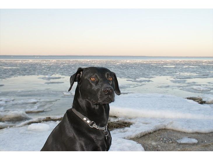 Labrador retriever Buster billede 1