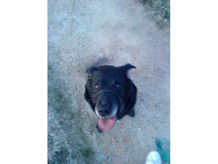 Blanding af racer Tyson - hvad sker der nu mor, sker der noget spændende...
tyson venter forventningsfuldt billede 1