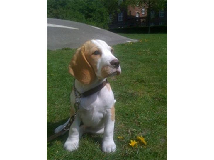 Beagle Victor billede 1