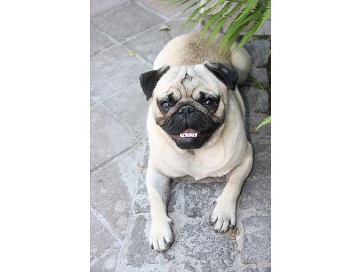 Mops Gizmo billede 1