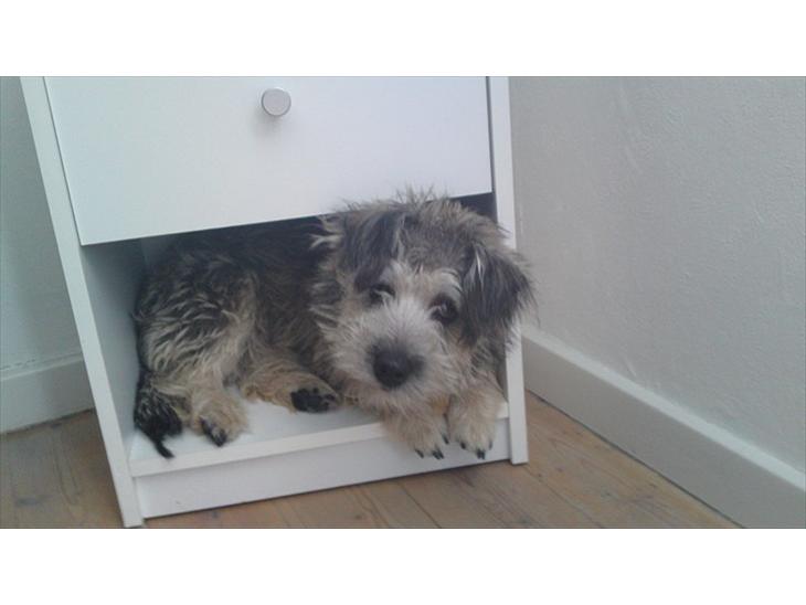 {{currentPhoto.altText}} billede {{currentPhoto.number}}