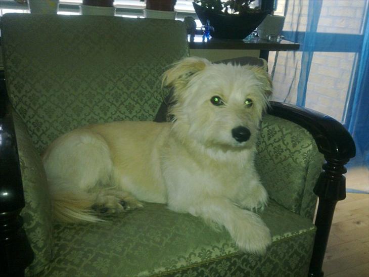 {{currentPhoto.altText}} billede {{currentPhoto.number}}