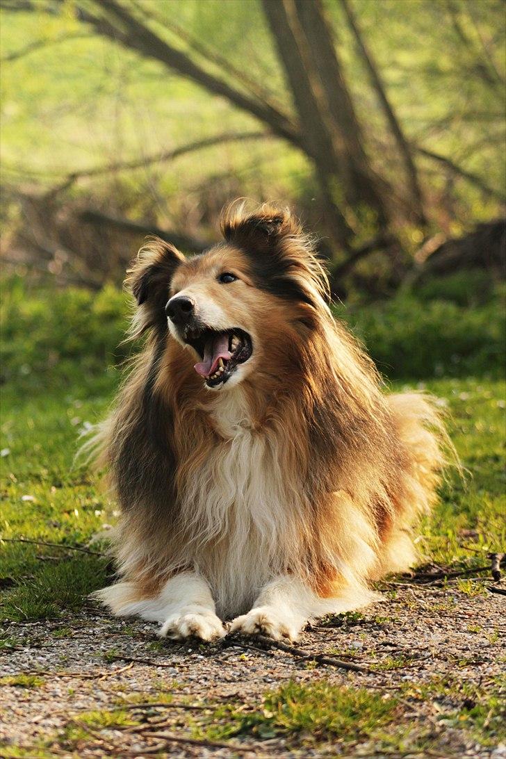 Lassie Billeder af hunde - Uploaded af Melanie & Bastian .