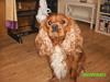 Cavalier king charles spaniel Charley