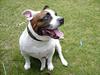 Staffordshire bull terrier ] Bryce