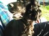 Cocker spaniel Thyra