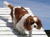 Cavalier king charles spaniel Longbody's Brunsviger