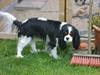 Cavalier king charles spaniel Soffikræn [ Himmelhund]