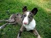 Blanding af racer > Houla Dane ] Zano